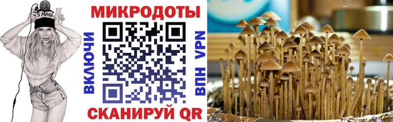 хочу наркоту Ветлуга Псилоцибиновые грибы Psilocybine cubensis
